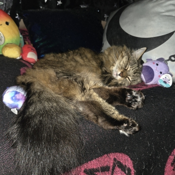 🌟 HOST PICK 🌟 Everything Pets Posh Party 1/2/2024 - Picture 1 of 16